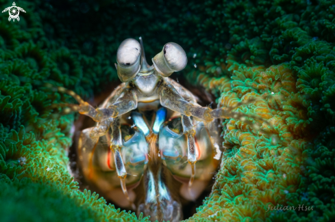 A Mantis shrimp