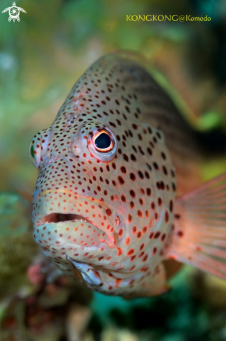 A Coral Grouper