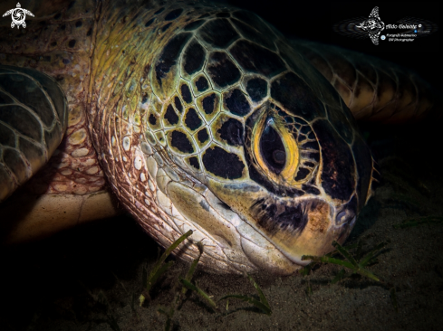 A Green Turtle