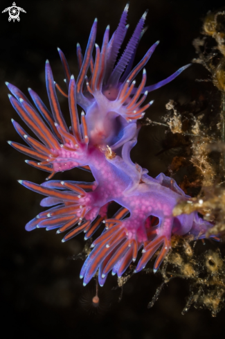 A Flabellina nudibranch