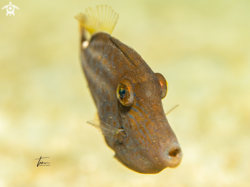 A Orange spotted filefish