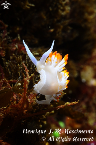 A Flabellina babai | Nudibranch