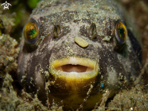 A Immaculate Puffer Fish 