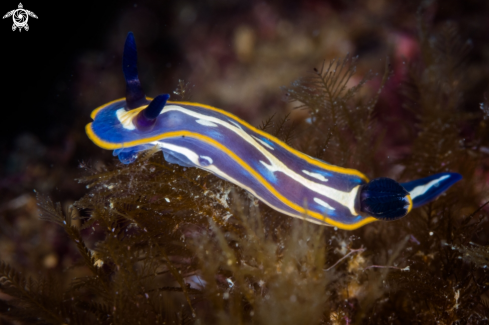 A Felimare tricolor nudibranch | Felimare tricolor nudibranch