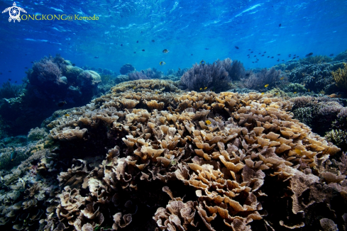 A Coral Garden