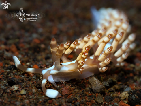 A Samla bilas (Gosliner & Willan, 1991) | Aeolid Nudibranch (20-25 mm)