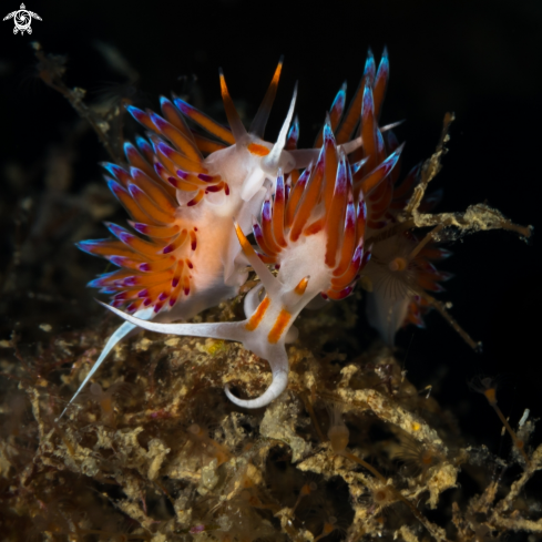 A Cratena nudibranch 