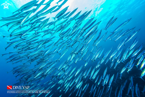 A Barracuda