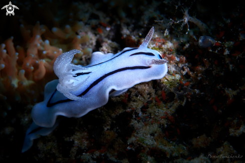 A NUDIBRANCH