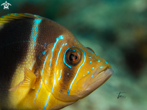 A Hypoplectrus puella | Barred Hamlet