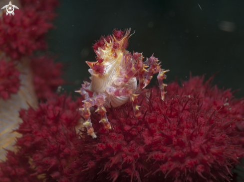 A Hoplophrys oatesii | Candy Crab