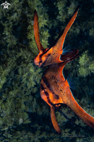 A Orbicular batfish