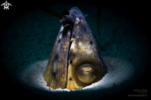 A Snake eel