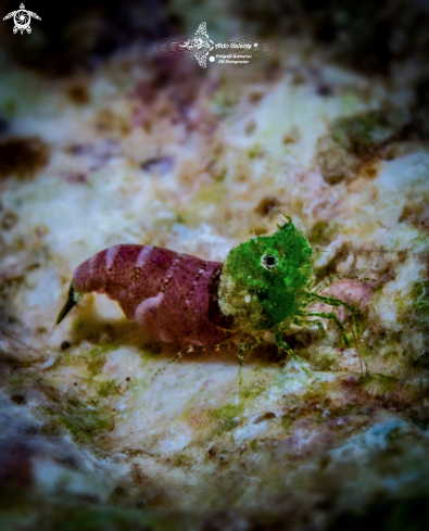A Thorella cobourgi Bruce, 1982 | SASHIMI SHRIMP 