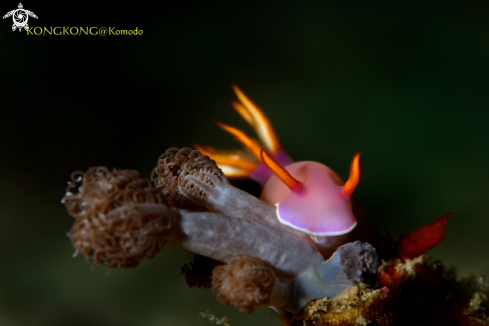 A Hypselodoris bullockii | Nudibranch 