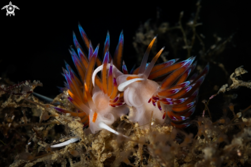 A Cratena nudibranch 