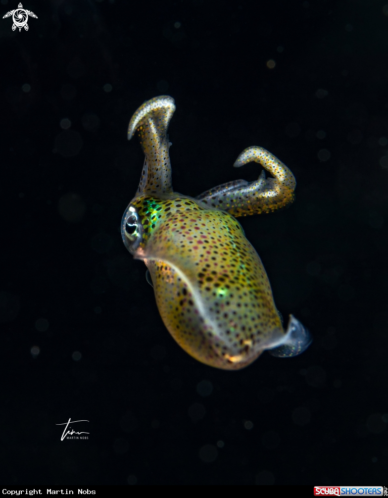 A Caribbean reef squid