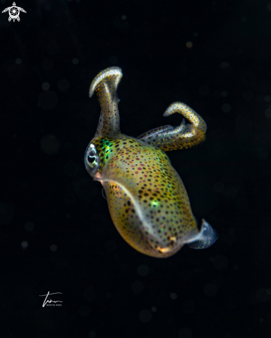 A Sepioteuthis sepioidea | Caribbean reef squid