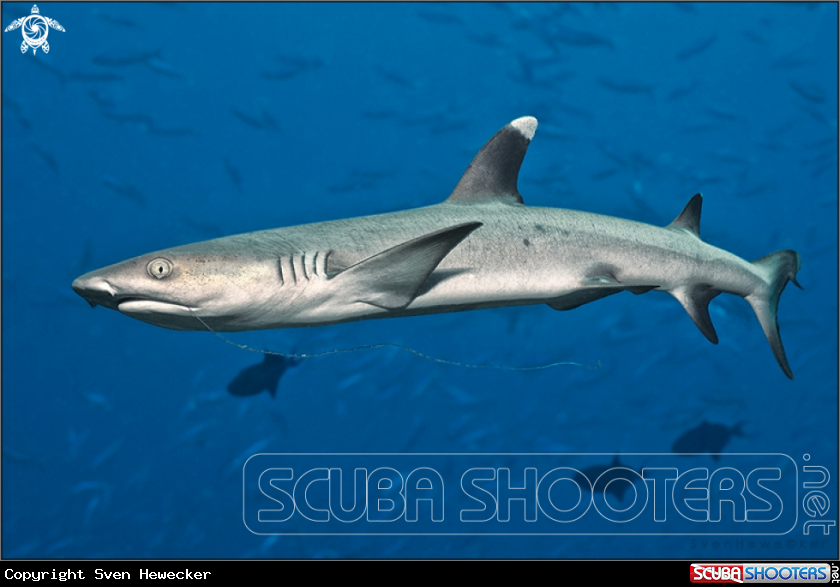 A whitetip reef shark 
