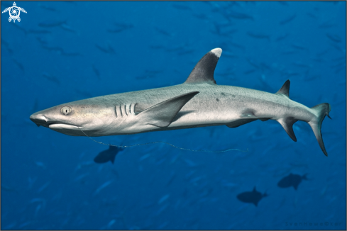 A whitetip reef shark 