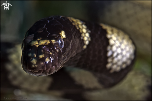 A Annulated sea snake