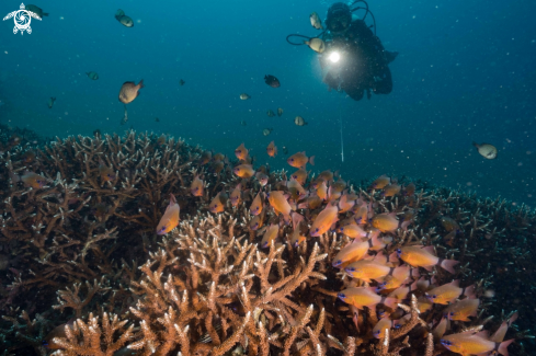 A Cardinalfish