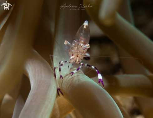 A Holthuis Cleaner Shrimp