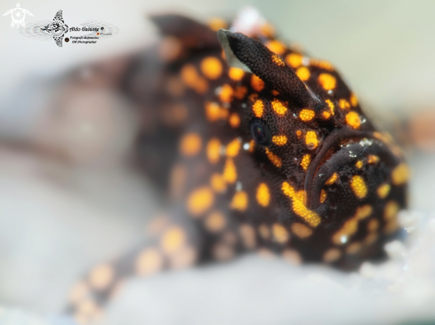 A Warty Frogfish Juvenile (20 mm. approx.) 