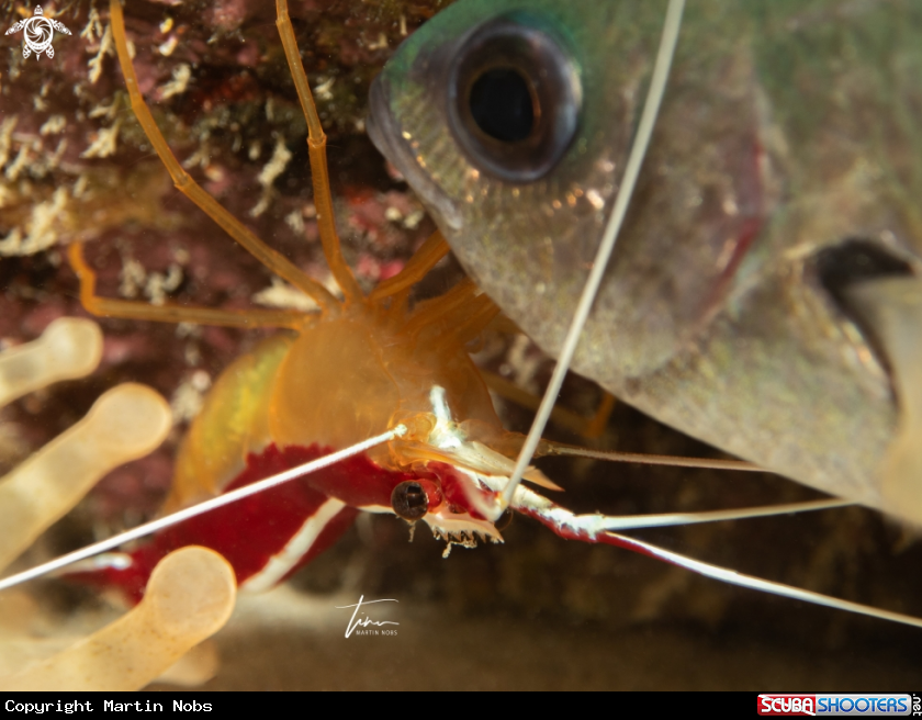 A Scarlet striped cleaner shrimp