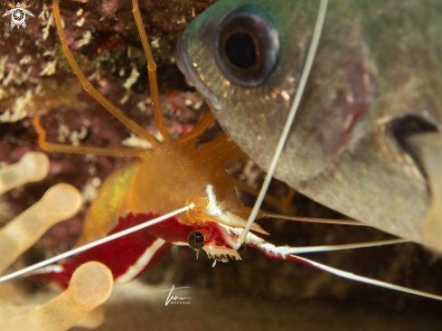 A Lysmata grabhami | Scarlet striped cleaner shrimp