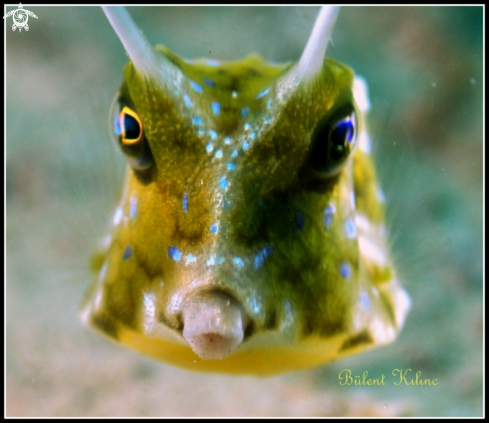 A Cow fish