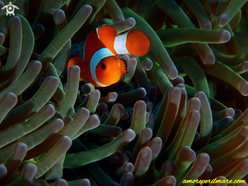 A Amphiprion ocellaris | Pesce Pagliaccio Occidentale