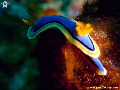 A Chromodoris Annae | Nudibranco