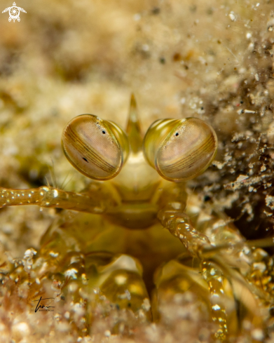 A Mantis shrimp