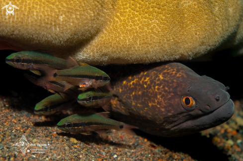 A Gymnothorax flavimarginatus (Rüppell, 1830) - Pristiapogon fraenatus (Valenciennes, 1832) | Leopard Eel / Yellow Margin Moray Eel - Cardinal Fishes