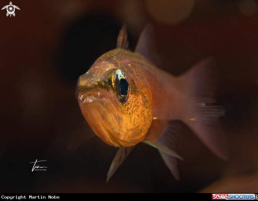 A Bigtooth Cardinalfish