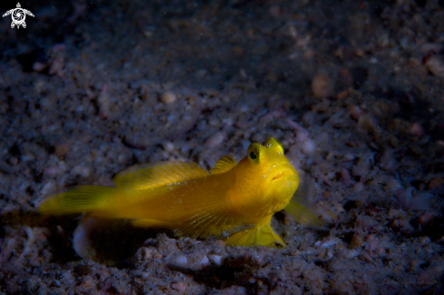 A Cryptocentrus cinctus | GOBY