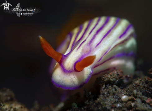 A Hypselodoris Nudibranch