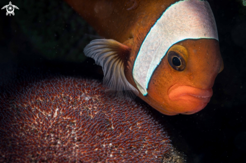 A Amphiprion polymnus | Clownfish