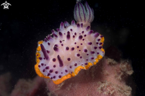 A Mexichromis macropus | Mexichromis macropus