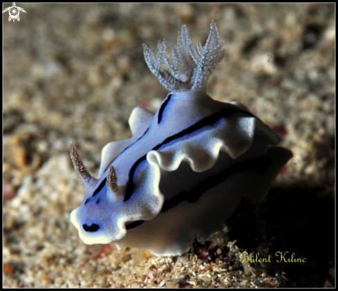 A Nudibrunch