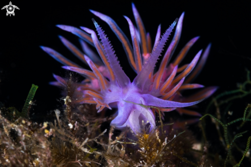 A Flabellina affinis nudibranch | Flabellina nudibranch