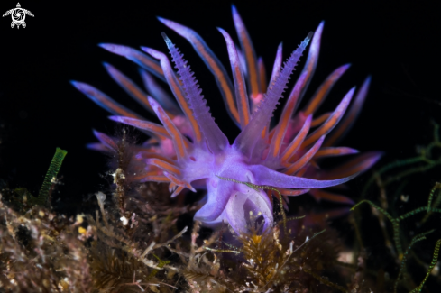 A Flabellina nudibranch