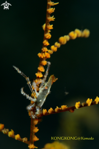 A Squat Lobster