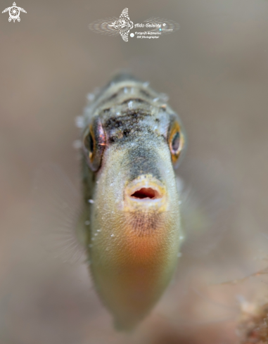 A Triggerfish Juvenil