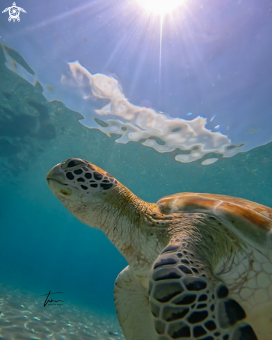 A Chelonia mydas | Green sea turtle