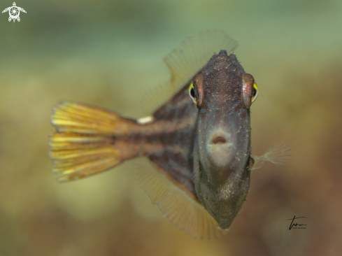 A Orangespotted Filefish