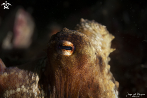 A Common octopus