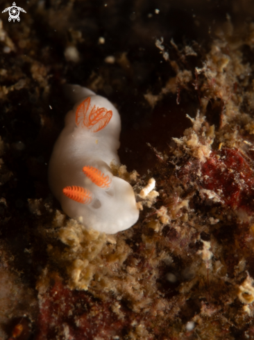 A  hongkongensis nudi