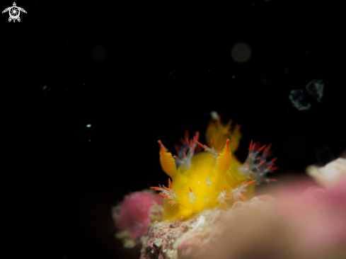 A Kaloplocamus acutus | Nudi